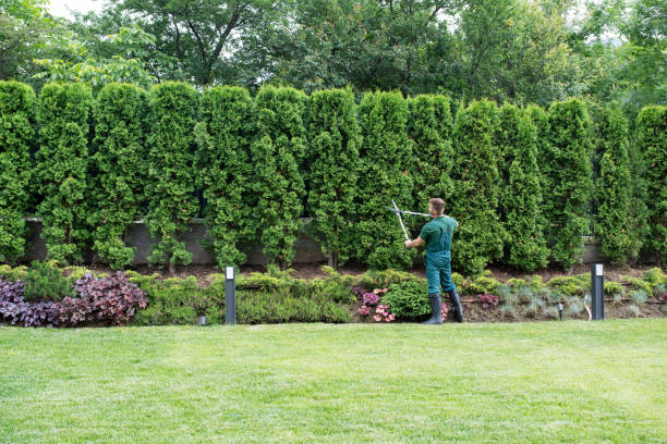 Best Tree Fertilization Services  in USA